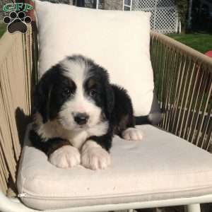 Goliath, Bernedoodle Puppy